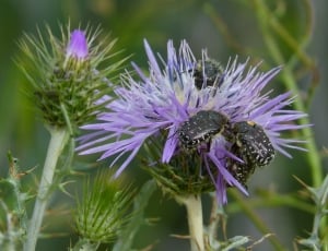 Oxythyrea Funesta, Coleoptera, Beetle, purple, flower thumbnail