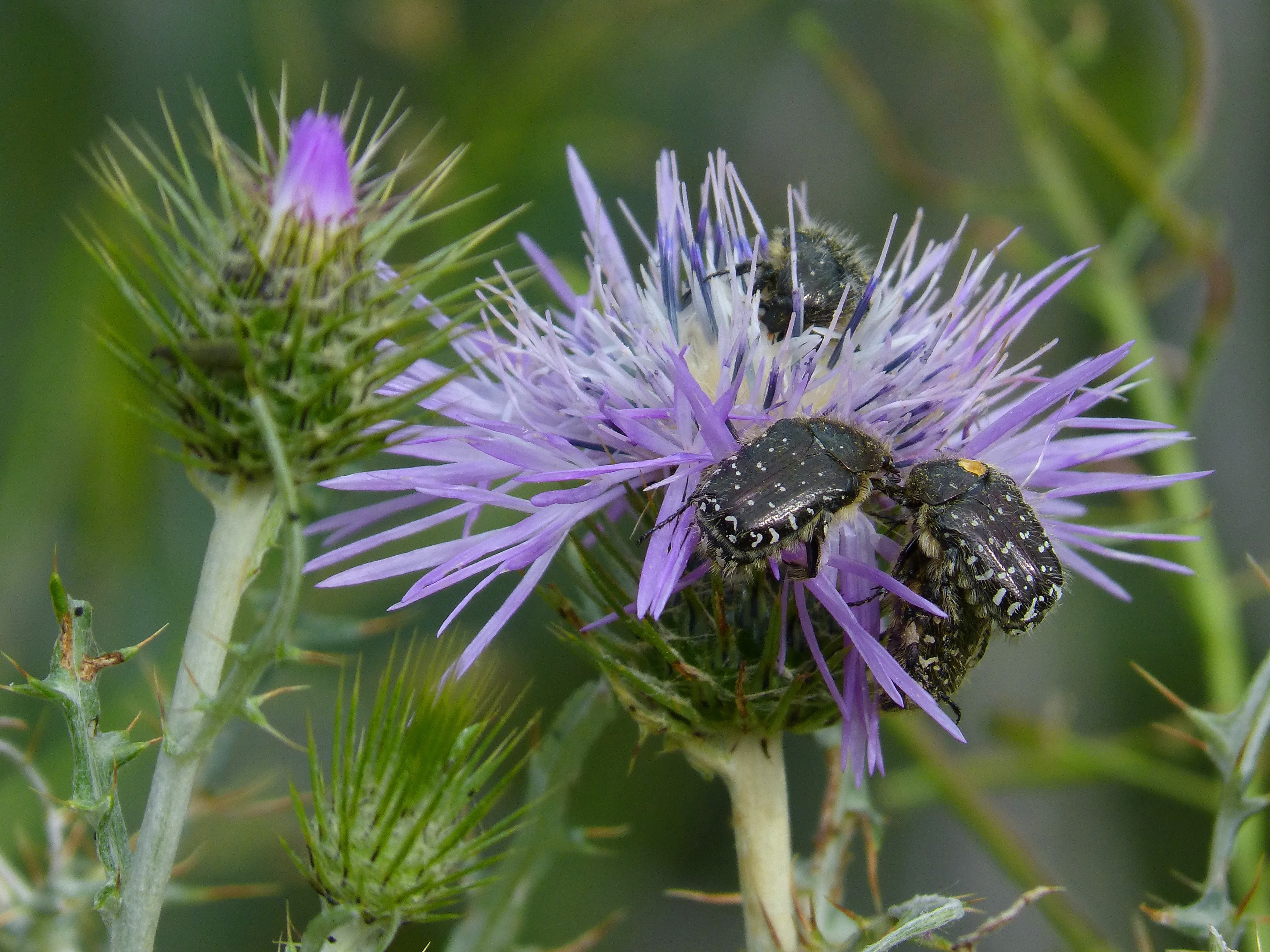 Oxythyrea Funesta, Coleoptera, Beetle, purple, flower