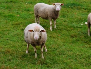 2 brown sheeps thumbnail