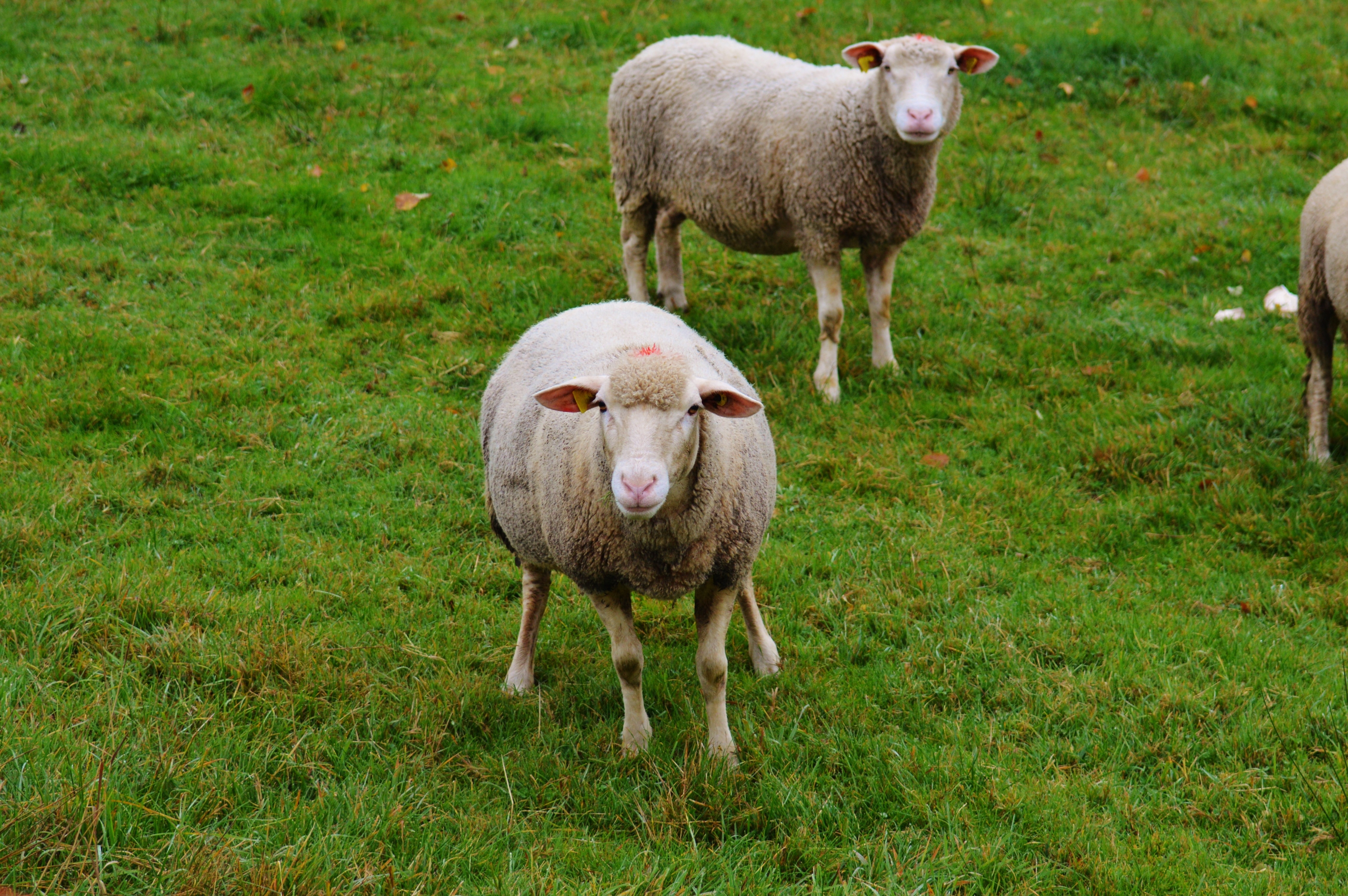 2 brown sheeps