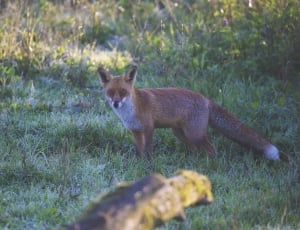 brown fox on green grass thumbnail