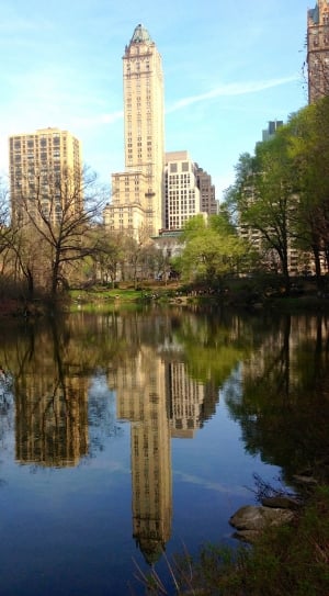 body of water facing tall tree and high rise buildings thumbnail