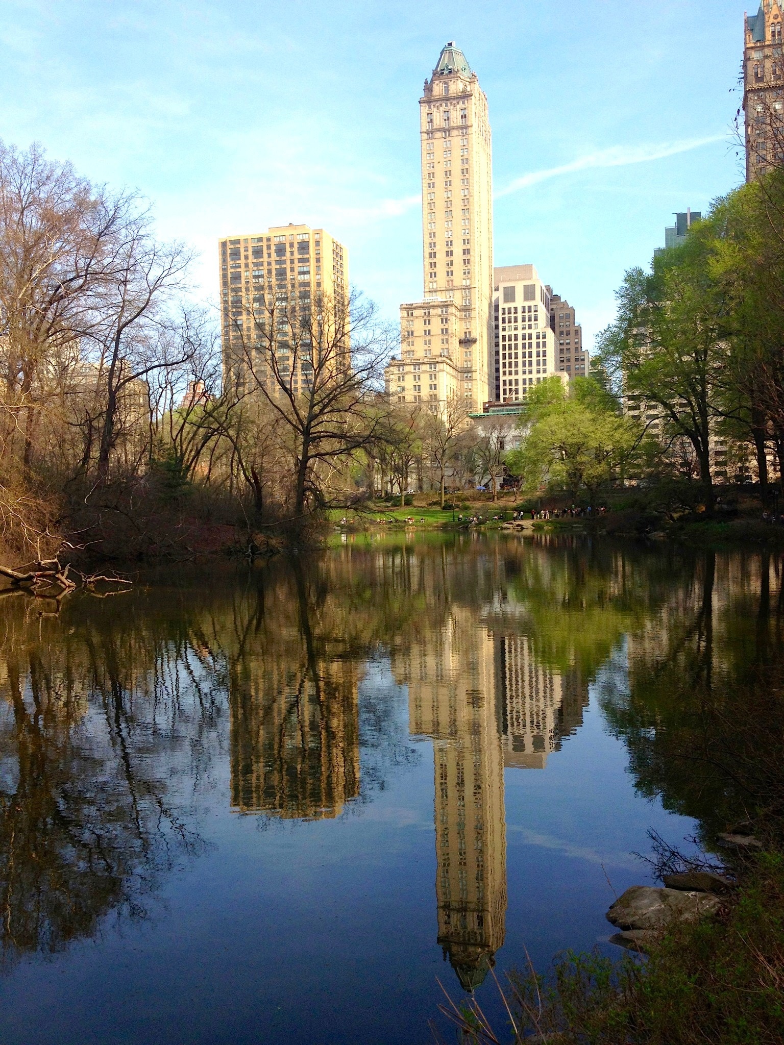 body of water facing tall tree and high rise buildings