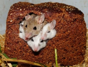 four rodents inside of chocolate cake thumbnail