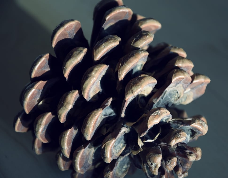 brown pine cone preview