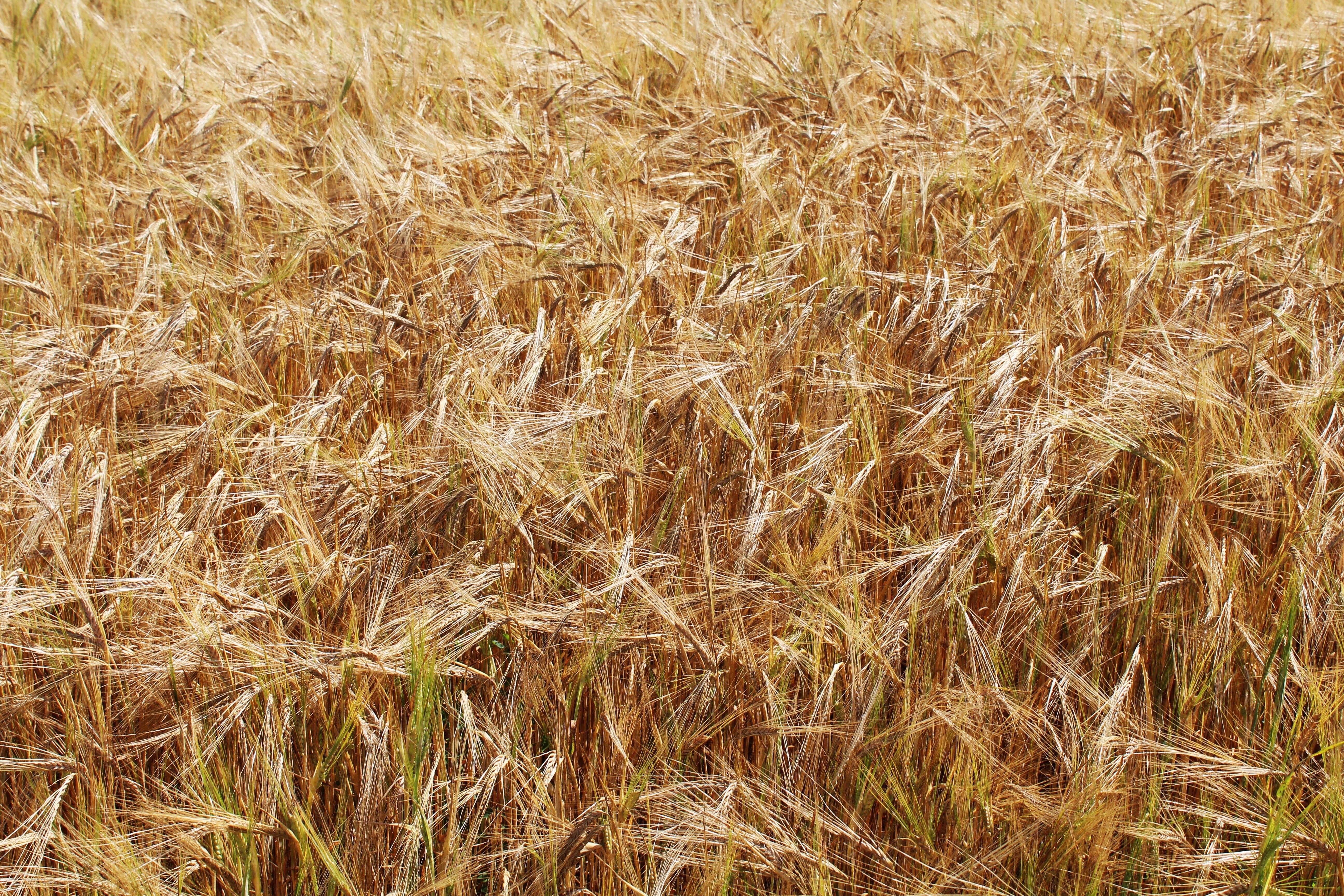 Е пшеничный. Пшеничное поле. Пшеница сверху. Пшеничное поле сверху. Поле вид сверху.