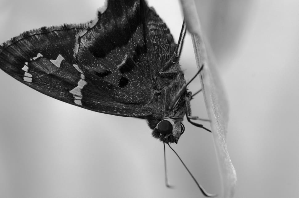 greyscale photo of skipper in closeup photo preview