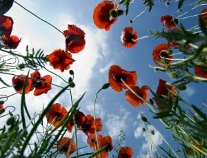 Sky, Field, Poppy, Flora, Flower, sky, low angle view thumbnail