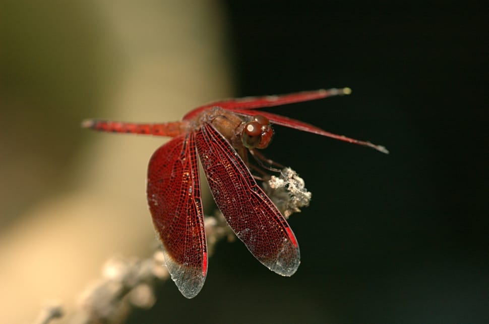 red Darter Scarlet perched on fountain plant in closeup photo preview