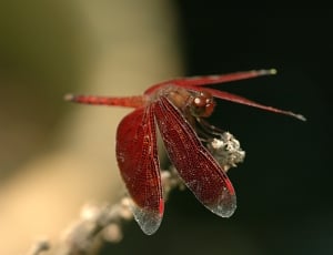red Darter Scarlet perched on fountain plant in closeup photo thumbnail
