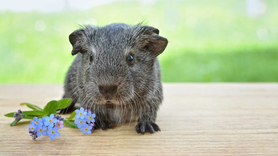Guinea Pig, Young Animal, Smooth Hair, looking at camera, animal themes preview