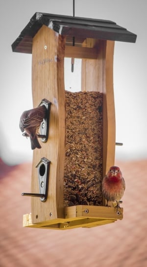 brown wooden bird food hanging dispenser thumbnail