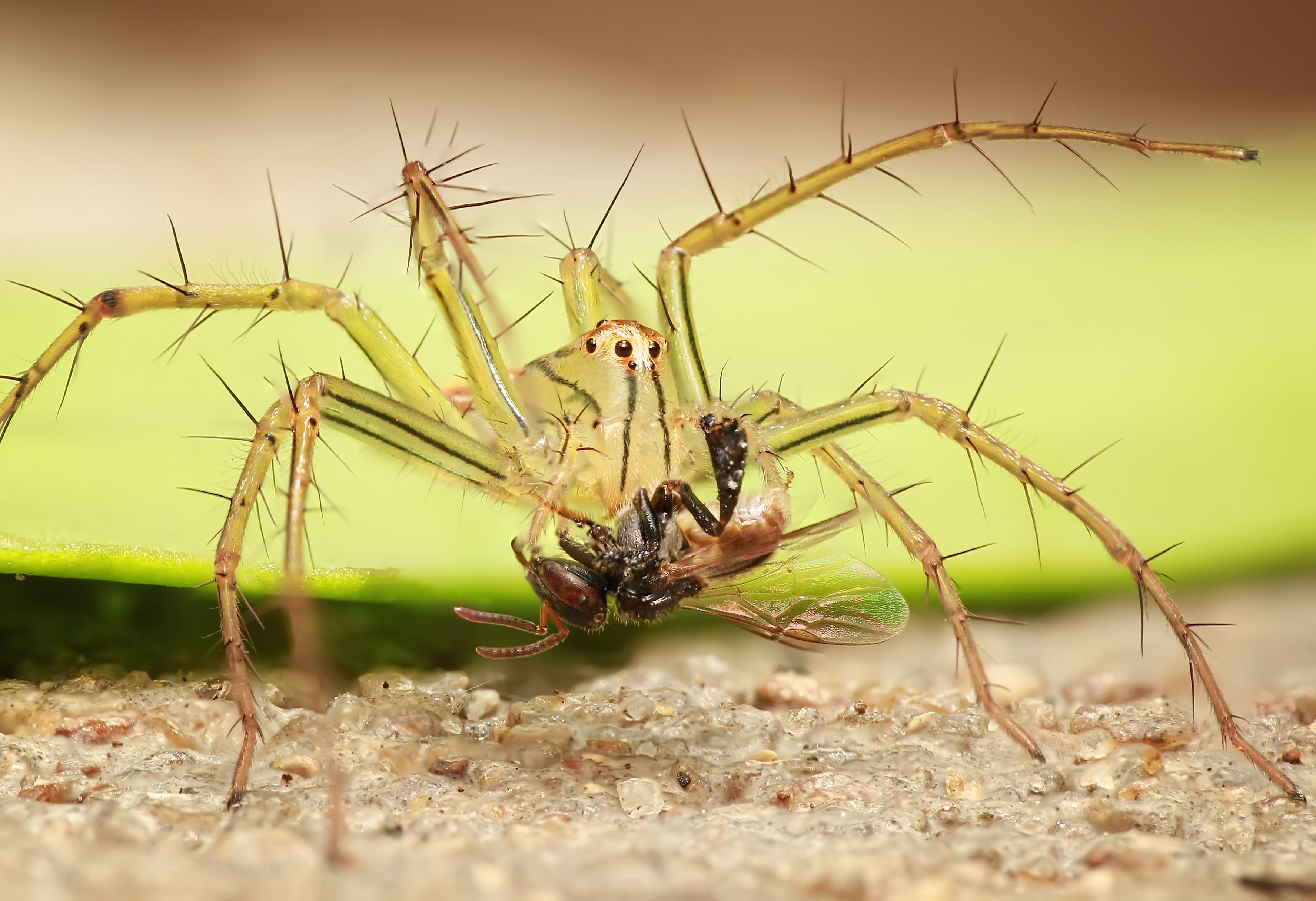 8 legged spider
