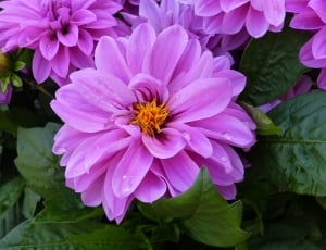 Dahlia, Blossom, Plant, Bloom, Pink, flower, petal thumbnail