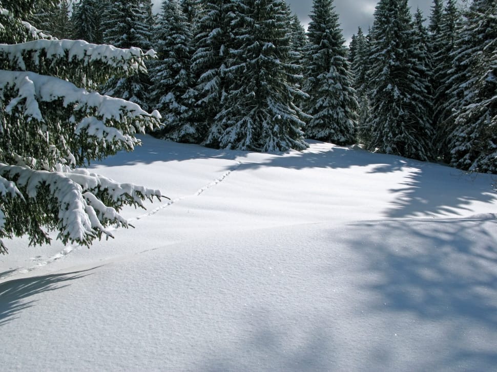 photo of pine tree covered by snow preview