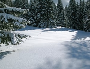 photo of pine tree covered by snow thumbnail