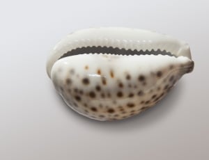 Cowrie, Cowries, Porzellanschnecke, single object, no people thumbnail