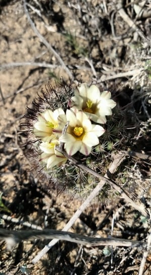 white cactus flowers thumbnail