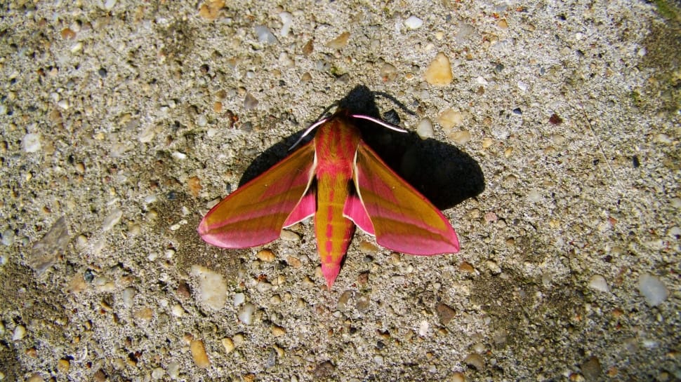 brown and pink moth preview