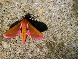 brown and pink moth thumbnail