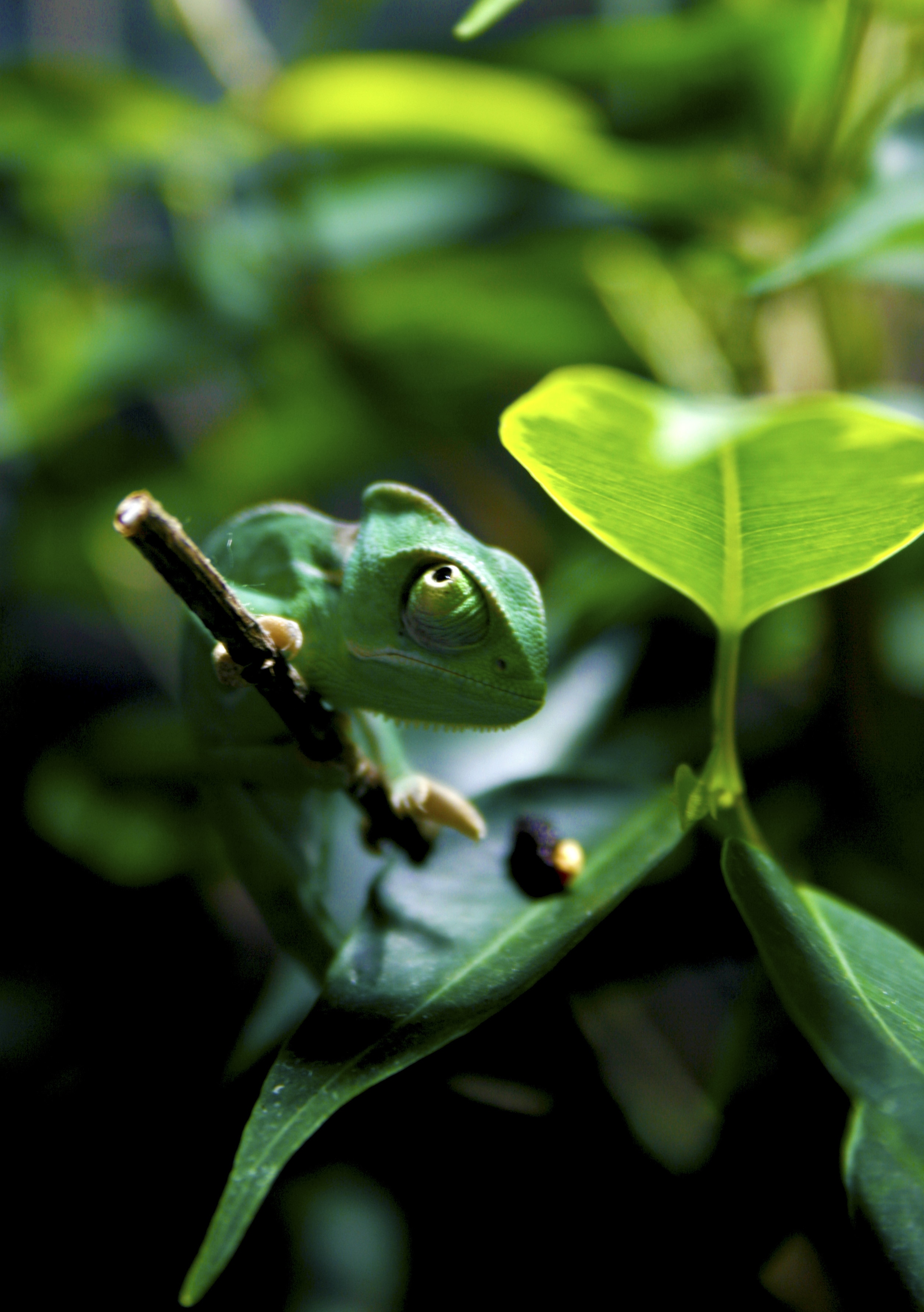 close up photo of chameleon on the branch of plant