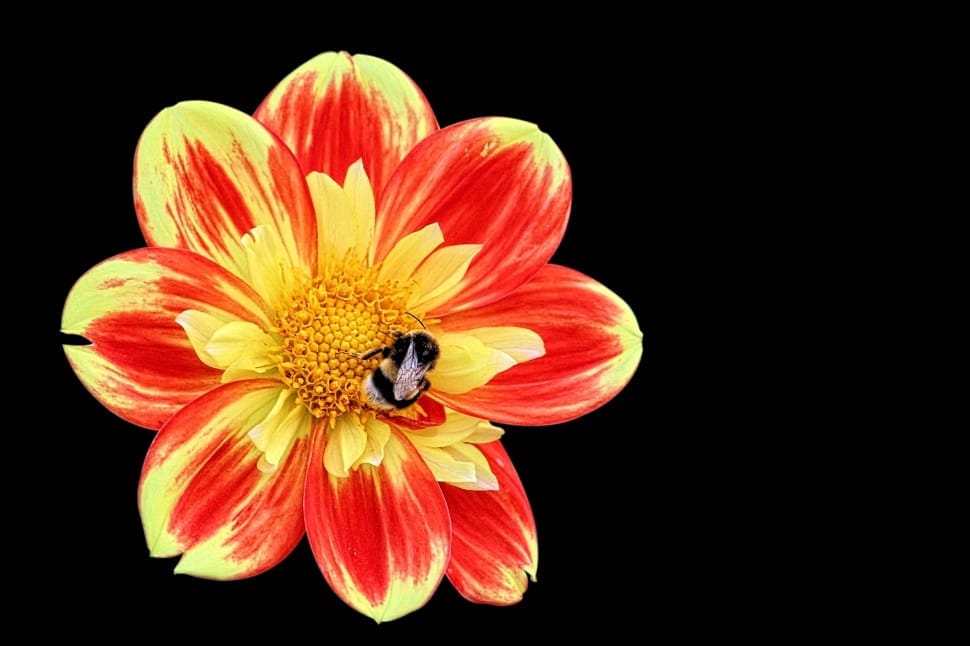 red and yellow flower preview
