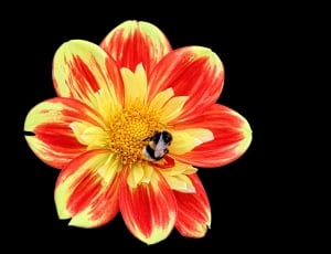 red and yellow flower thumbnail