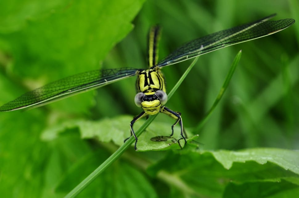 dragonfly on green leaf preview
