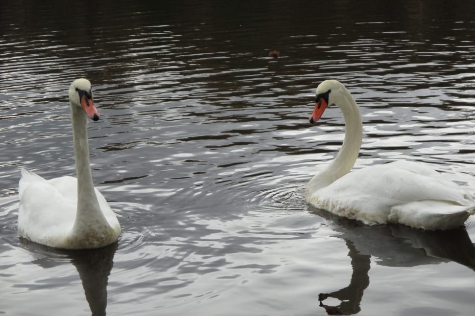 2 pair of swans preview