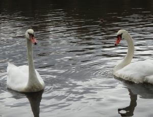 2 pair of swans thumbnail
