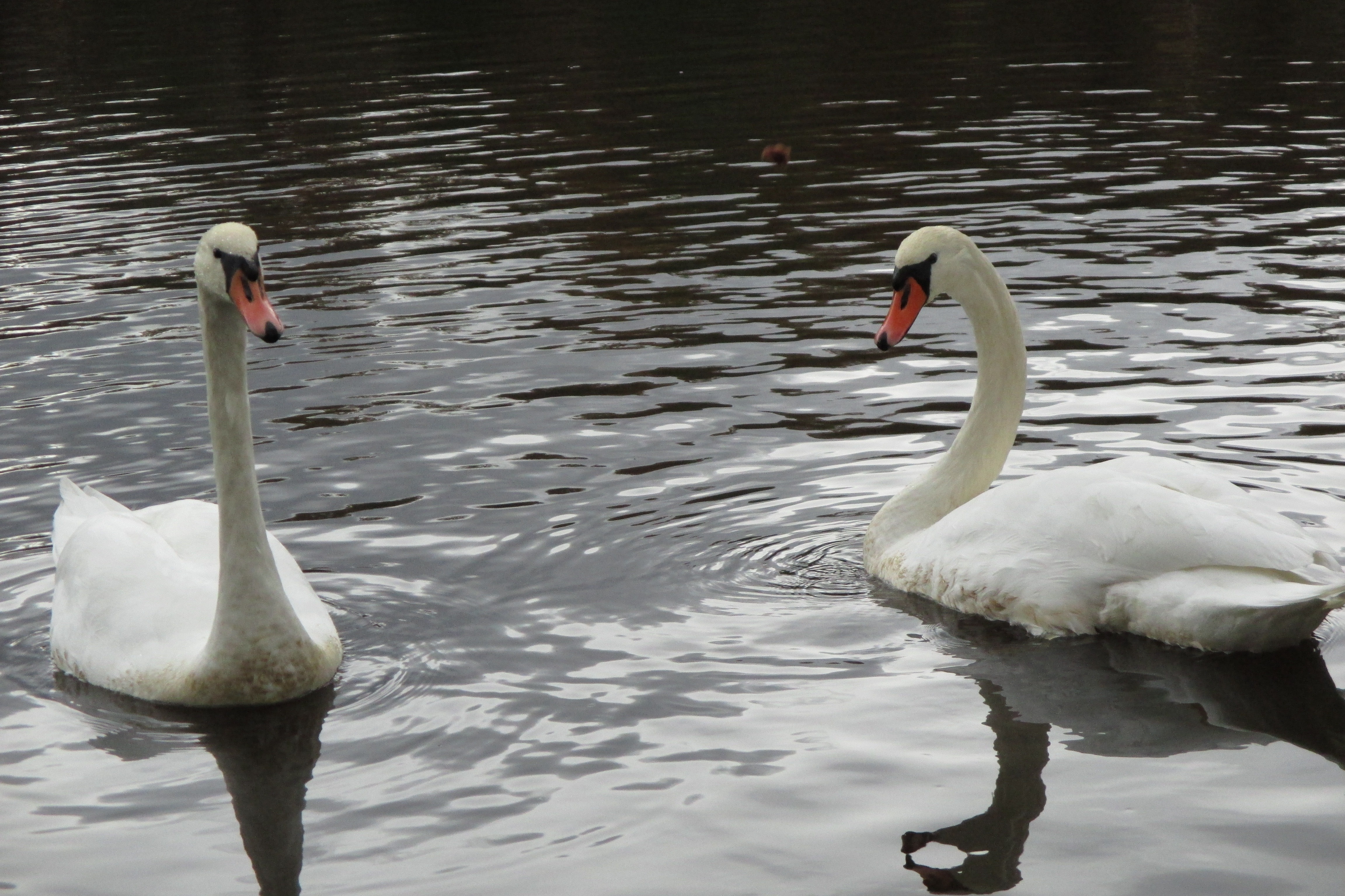 2 pair of swans