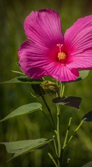 Pink, Swamp Hibiscus, Flower, flower, petal thumbnail