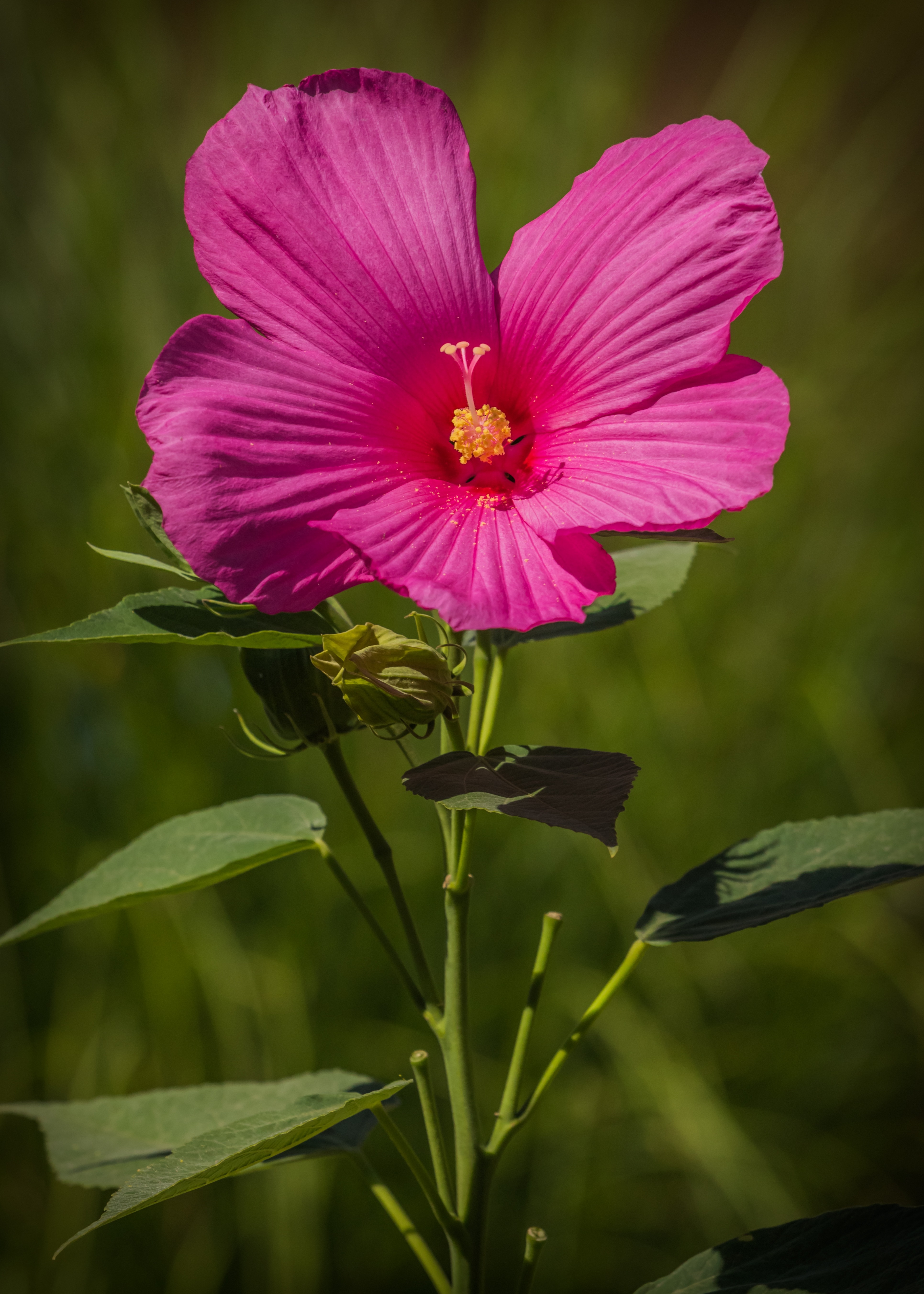 Pink, Swamp Hibiscus, Flower, flower, petal
