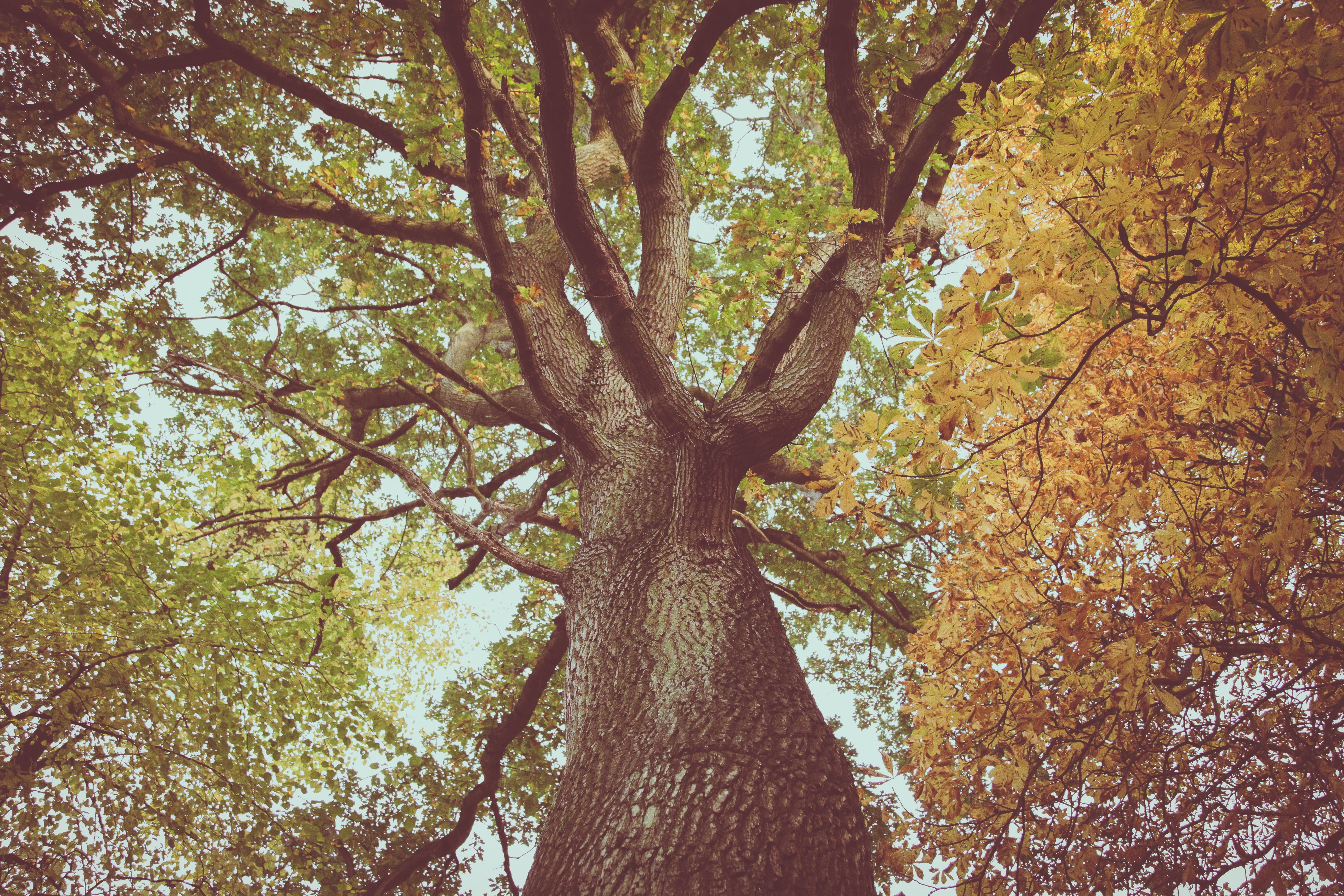 Дерево 4мм. Низкая ветка дерева. Дерево с пятью листьями на ветке. Tree Trunk.