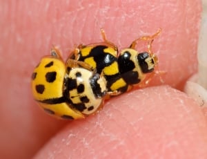 Ladybug, The Trilogy, one animal, animal themes thumbnail