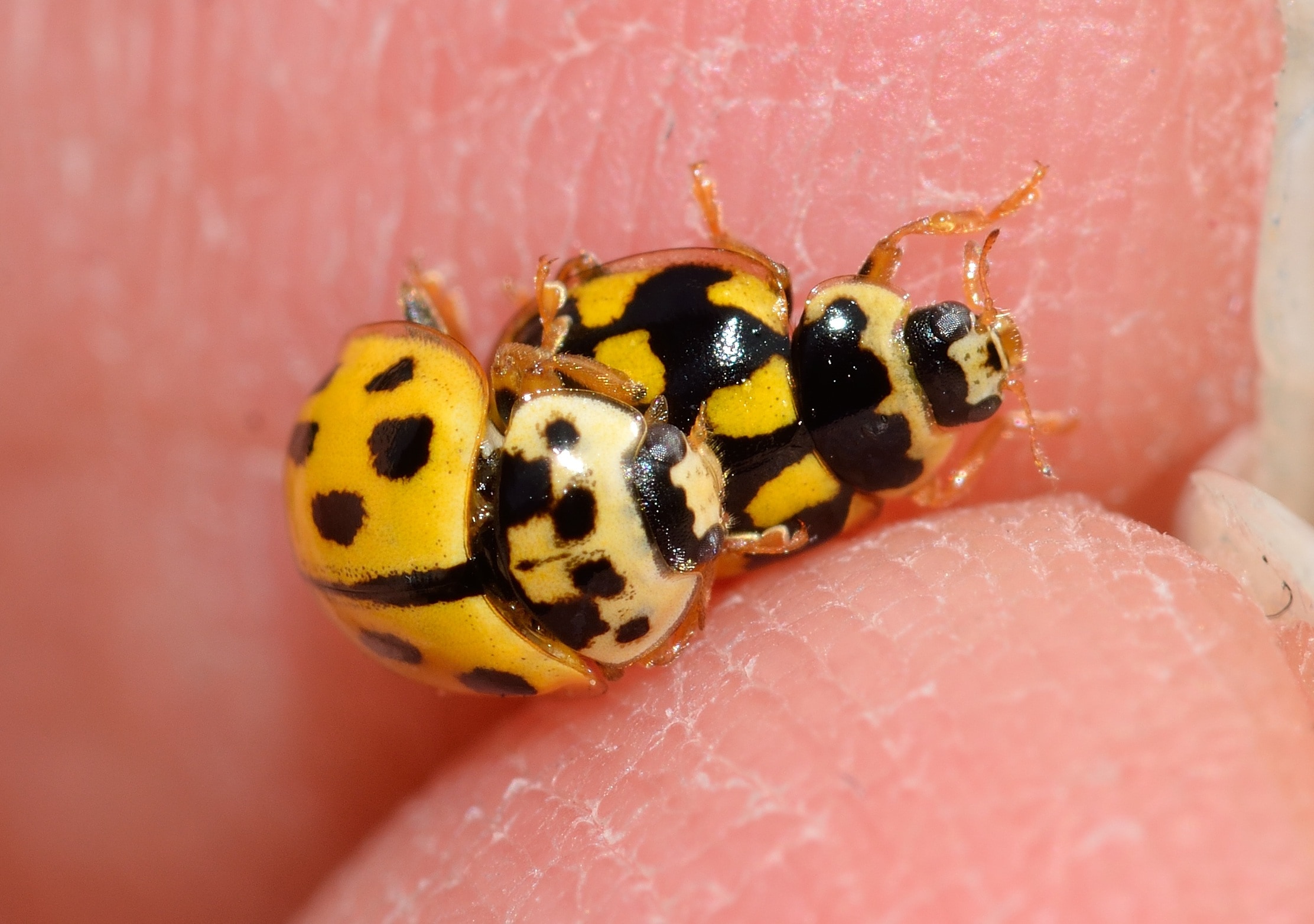 Ladybug, The Trilogy, one animal, animal themes