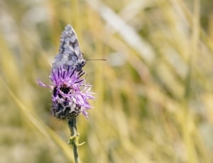 white and gray butterfly thumbnail
