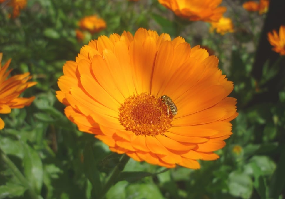 Marigold, Garden, Yellow, Flower, flower, petal preview