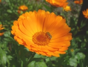 Marigold, Garden, Yellow, Flower, flower, petal thumbnail