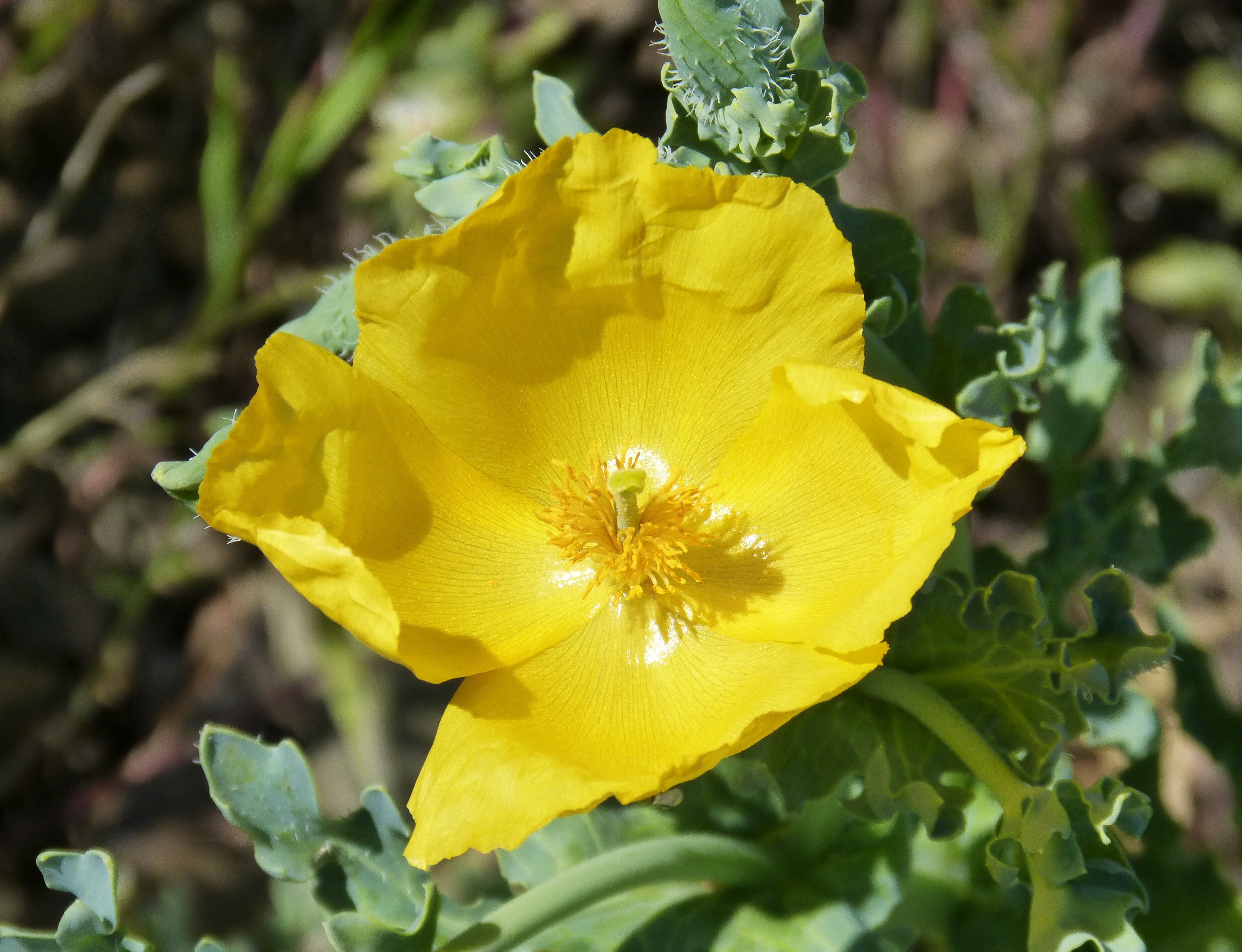 Glaucium Flavum, Glaucio, Yellow Poppy, flower, yellow