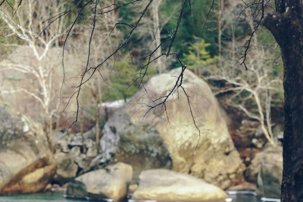 black bare tree preview