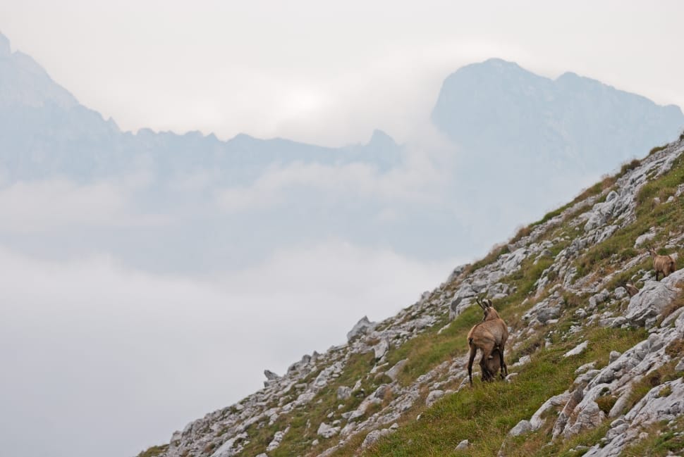 brown deer on green grass mountain preview