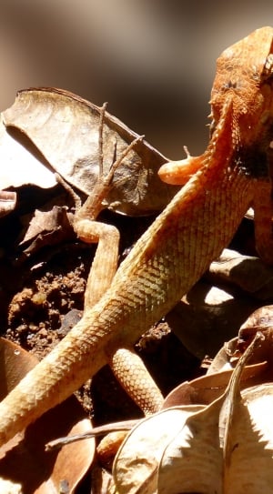 brown lizard thumbnail