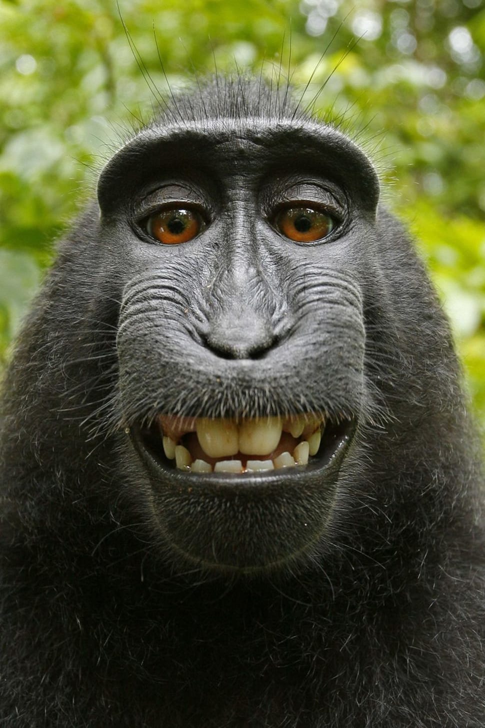 black ape free image | Peakpx