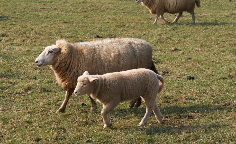 lamb and sheep preview