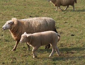 lamb and sheep thumbnail
