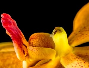 Bloom, Blossom, Orange, Orchid, Flower, underwater, close-up thumbnail