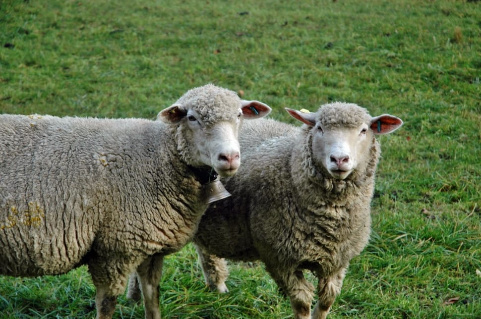 two grey and white sheep on the green grass field preview