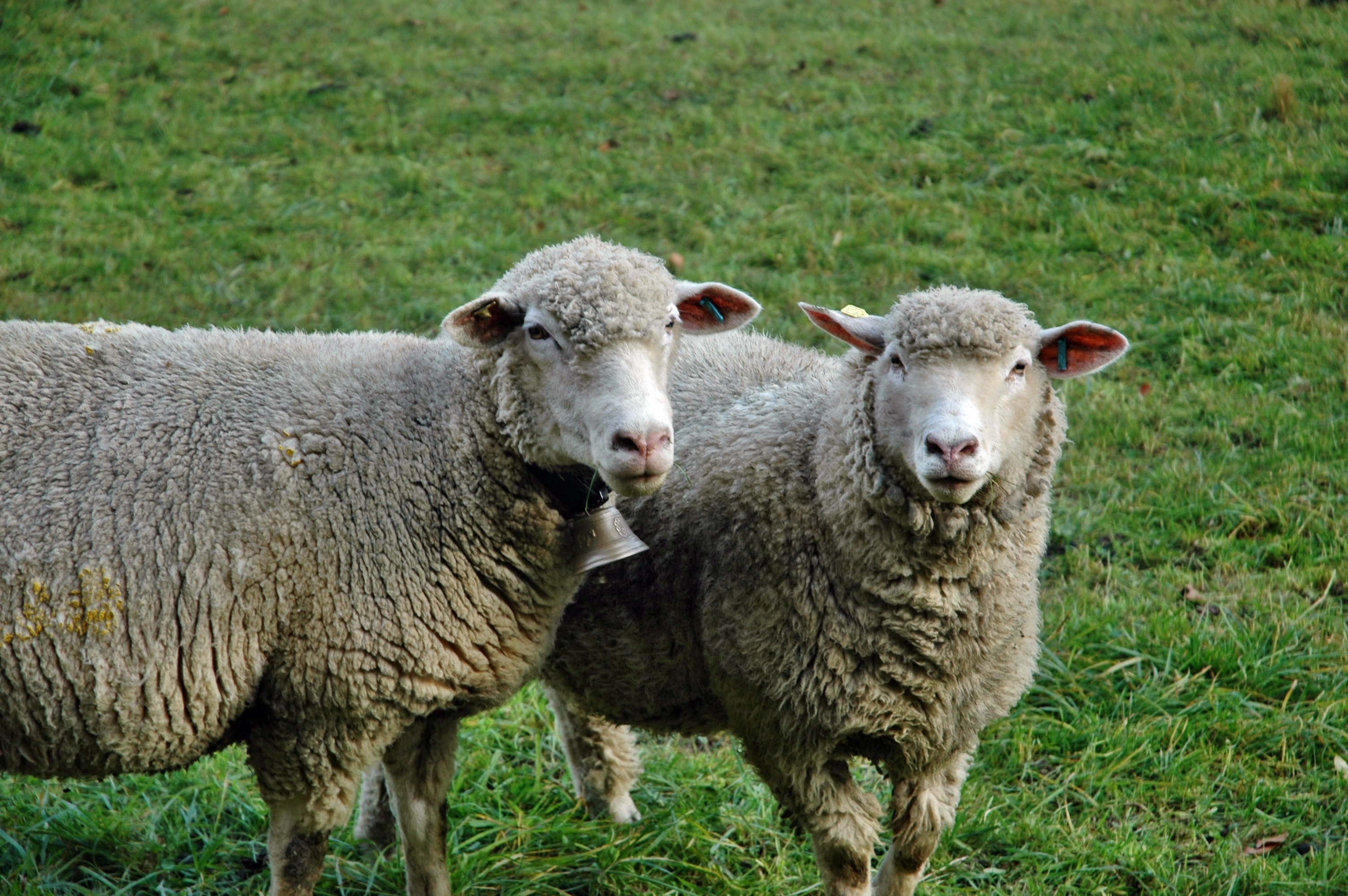 two grey and white sheep on the green grass field
