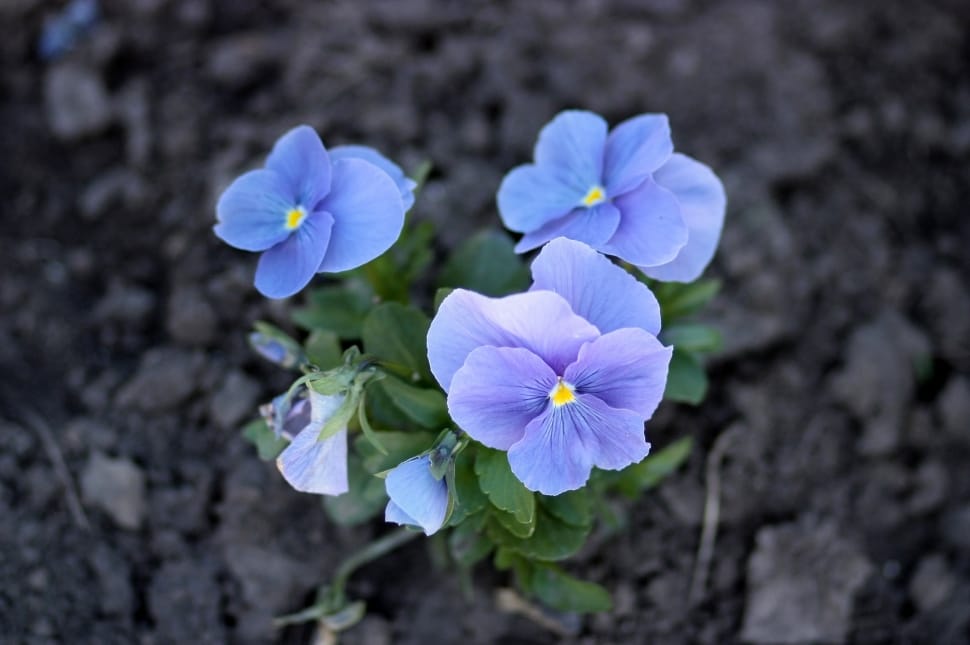 blue violets preview